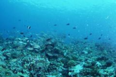 太平洋最深处有生物吗（人类到达不了海底最深处）