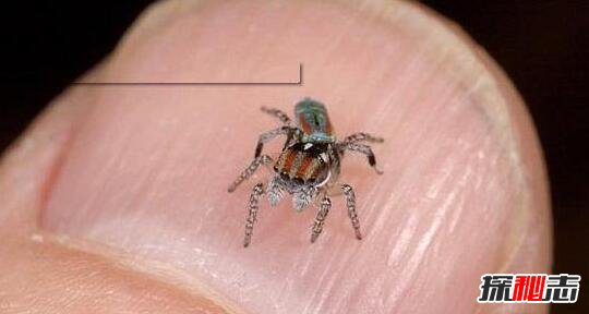 世界上最小蜘蛛有多大（体长仅仅0.43毫米）(2)