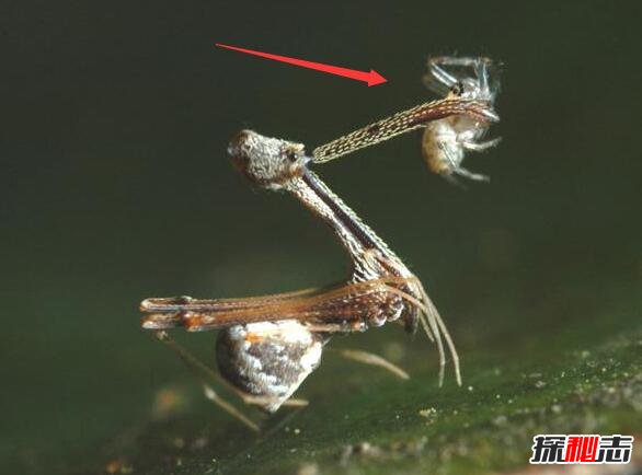 世界上最小蜘蛛有多大（体长仅仅0.43毫米）(3)