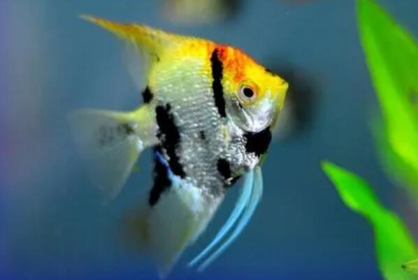 神仙鱼吃小鱼怎么处理，对两种鱼进行隔离(3)