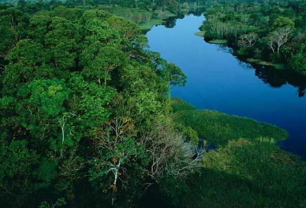亚马孙热带雨林被称为什么，地球之肺和绿色心脏(1)