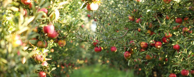 换地种苹果树怎么用生根剂/换地种苹果树如何用生根剂