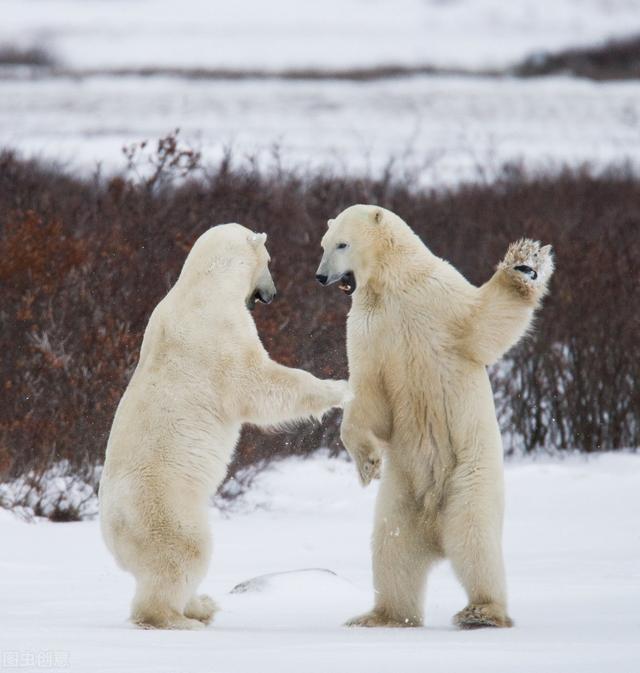 北极熊生活在南极还是北极（主要生活在北极）