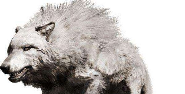 恐狼的进化与灭绝(2)