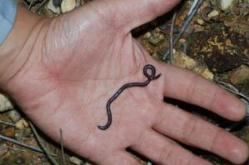 世界上最小的蛇（钩盲蛇以捕食蚂蚁为生）