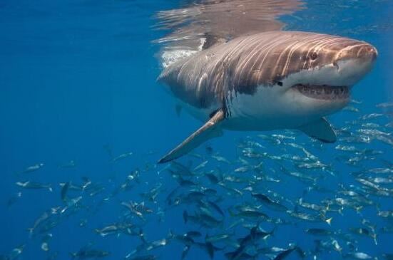 巨齿鲨体长为14米重可达40吨(3)