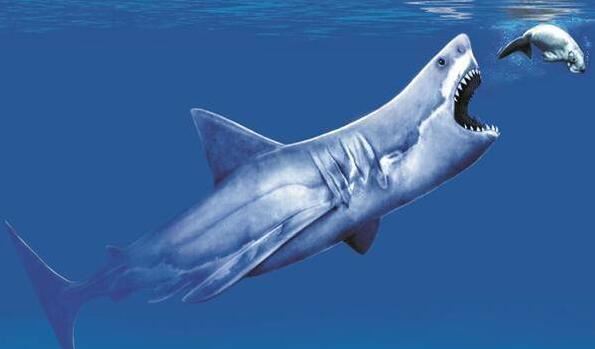 巨齿鲨体长为14米重可达40吨(2)