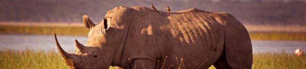 黑犀牛为什么灭绝