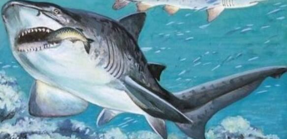 巨齿鲨体长为14米重可达40吨(8)