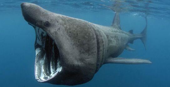 巨齿鲨体长为14米重可达40吨(9)
