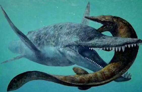 巨齿鲨体长为14米重可达40吨(7)
