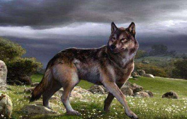 恐狼的进化与灭绝(6)